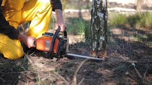 Best Tree Health Inspection  in Berkley, CO