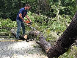 Best Fruit Tree Pruning  in Berkley, CO