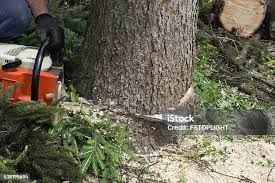 Tree and Shrub Care in Berkley, CO