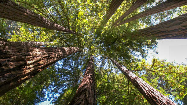 How Our Tree Care Process Works  in  Berkley, CO