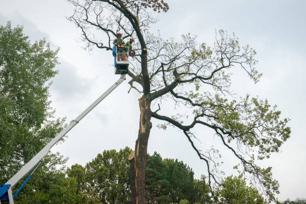 Best Tree Mulching  in Berkley, CO