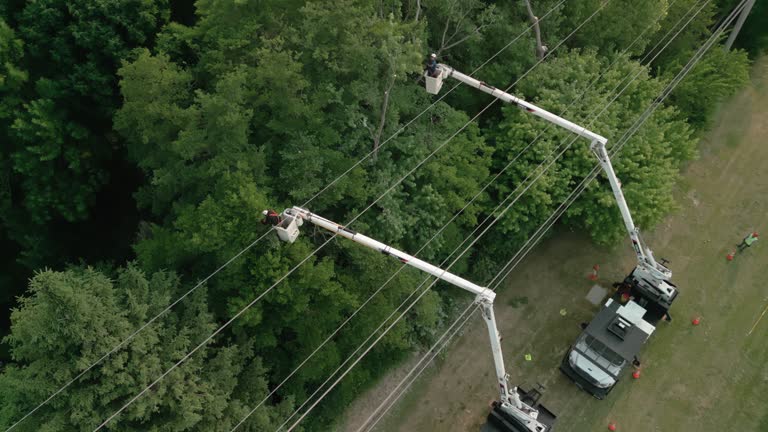 Best Arborist Consultation Services  in Berkley, CO