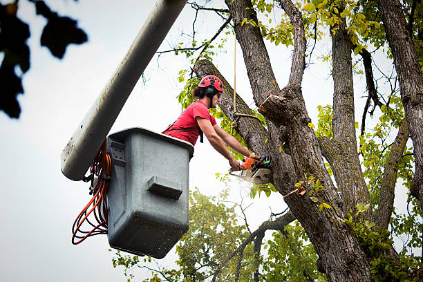 Best Seasonal Cleanup (Spring/Fall)  in Berkley, CO
