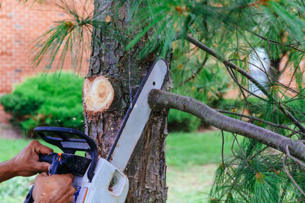 Best Pest Control for Lawns  in Berkley, CO
